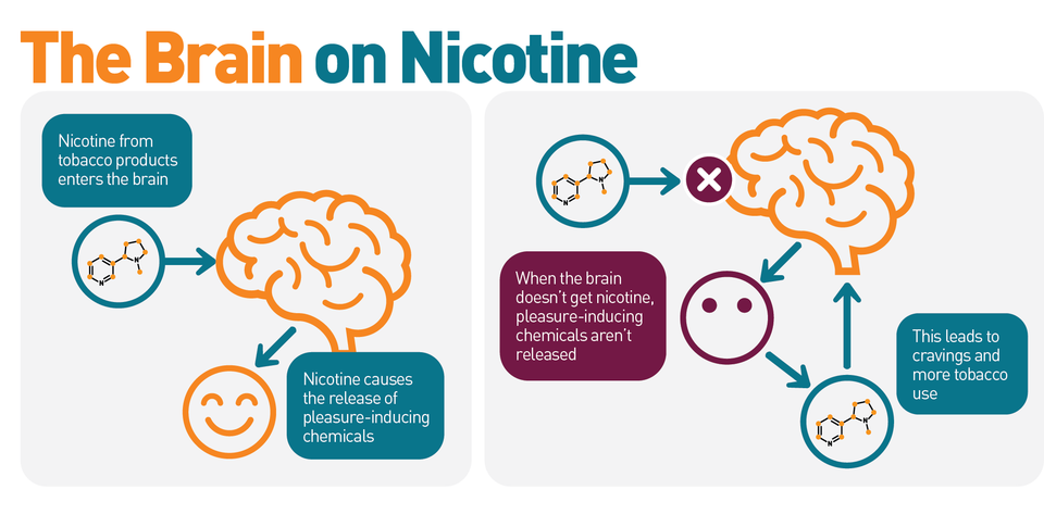 Graphic showing the effects of nicotine on the brain