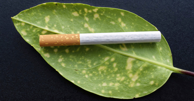 cigarette and leaf